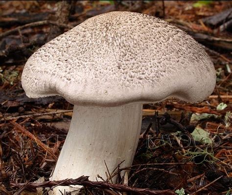 Рядовка тигровая (Tricholoma pardinum) фото и описание
