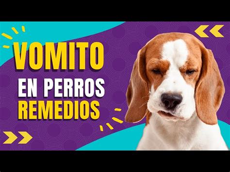 Que Medicamento De Venta Libre Le Puedo Dar A Mi Perro Para Los Vomitos