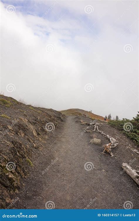 People Hiking Along Hurricane Ridge Trails Stock Image - Image of wood ...