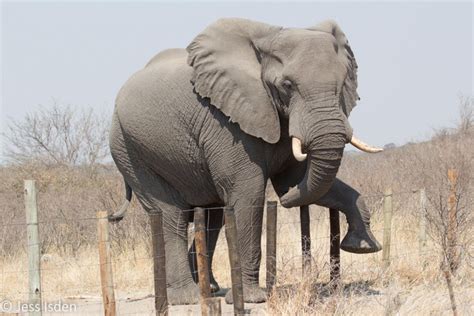 African Bush Elephant Bull