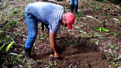 Plantando Cana No S Tio Youtube