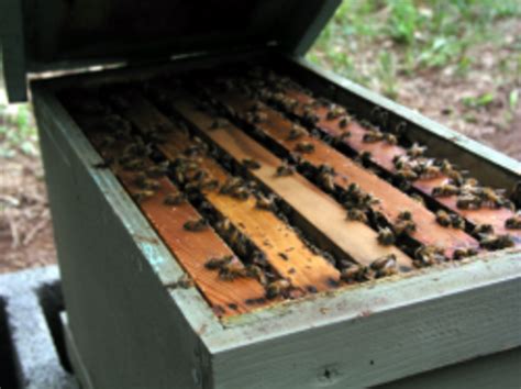 How To Make A Nuc Box For Bees In 6 Easy Steps Dengarden