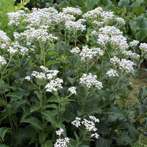 Wild Quinine Plant Seeds parthenium Integrifolium 40seeds - Etsy