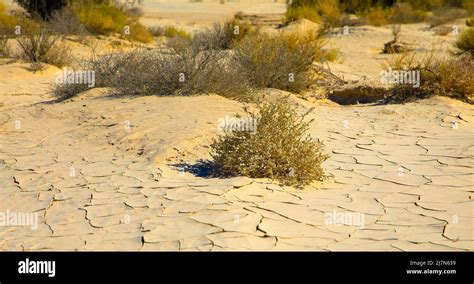 Mesquite Flat Sand Dunes Desert Shrub Creosote Bushes In Rugged Arid