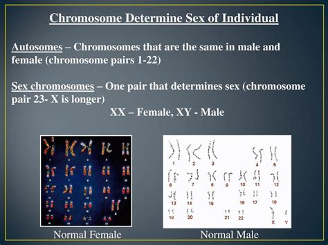 Chromosomal Mutations Ppt Download