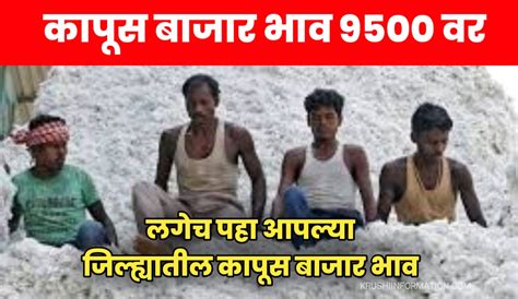 Cotton Rate आजचे सर्व जिल्ह्यामधील चालू कापुस बाजार भाव लगेच पहा आपल्या मोबाईल मध्ये