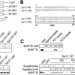 Mapping The Bont B Binding Site Within The Luminal Domain Of Syt Ii