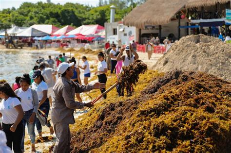 Sargazo De La Industria Alimentaria Y Farmacéutica Hasta
