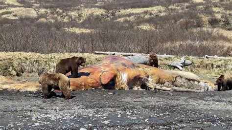 Coastal Brown Bears On Sperm Whale Carcass Youtube