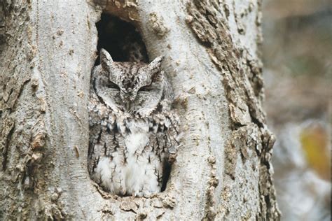 Blog 2 — Ann Arbor Hands On Museum And Leslie Science And Nature Center