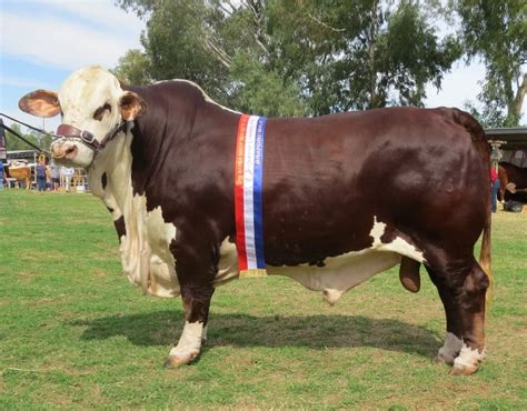 Roma Feature Show Australian Braford Society