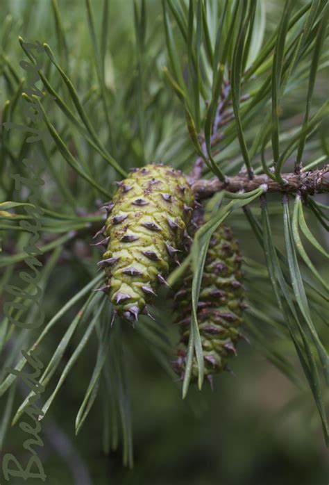 Virginia Pine