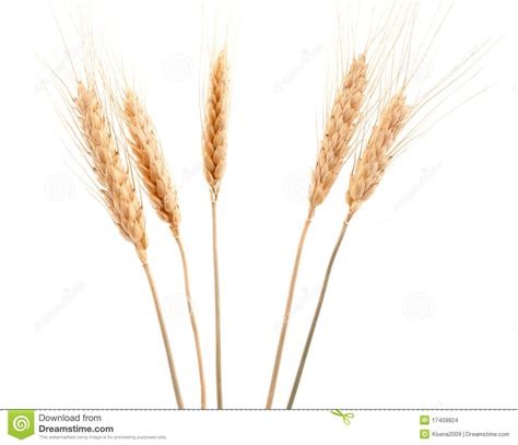 Barley Wheat And Rye Stock Photos Image 15406083 Barley Wheat Rye