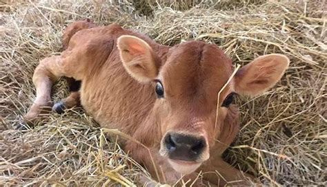 Everyone Was Ready To Give Up On This Sick Calf — Except A Rescue