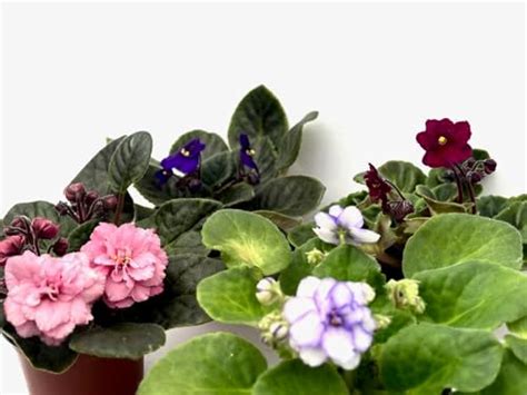 Types Of African Violets