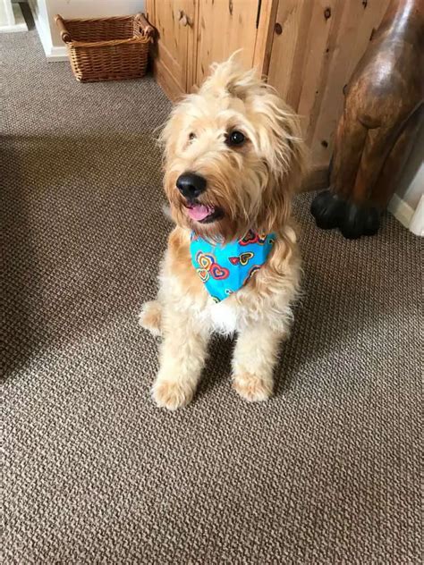 Goldendoodle Coat Changes And Phases With Pictures
