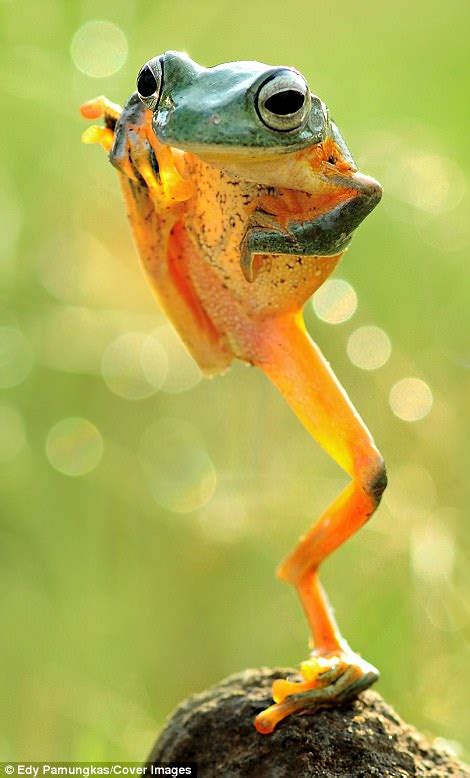 Kung Fu Frog Bright Green Amphibian Does The Crane Daily Mail Online