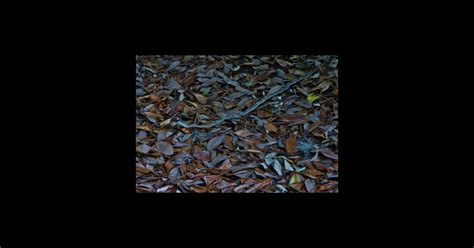 Gray Rat Snake Gray Rat Snake Sticker Teepublic