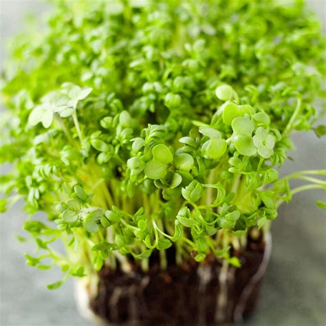 2 Packs Fine Curled Cress Seeds Etsy