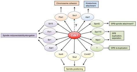 An Overview Of Cdk1 Controlled Targets And Processes Cell Division