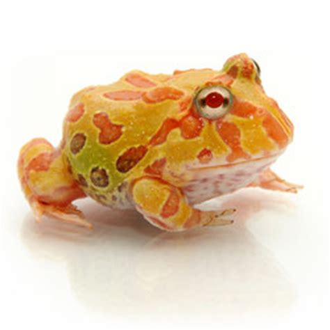 Albino Ornate Pacman Frog