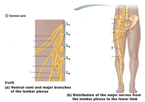 Lower Limb Nerves Diagram Quizlet