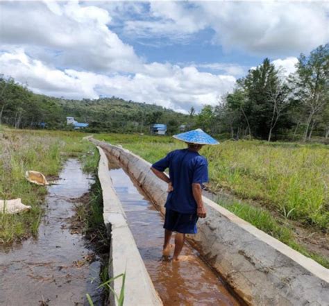 Produktivitas Pertanian Di Melawi Makin Meningkat Berkat Program Rjit