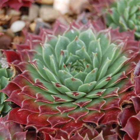 Молодило Sempervivum Grandiflorum Liners P9 купить отзывы фото