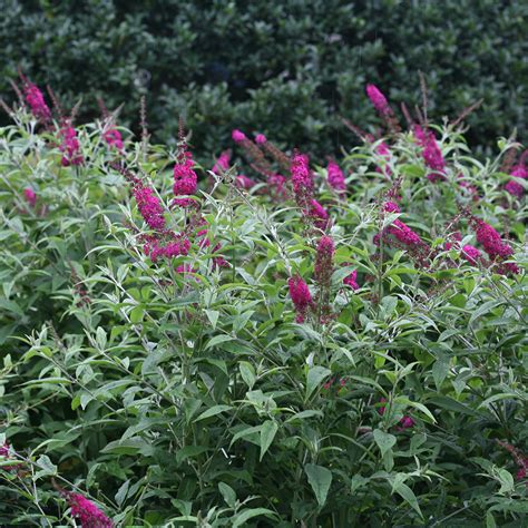 Miss Ruby Buddleia Spring Meadow Wholesale Liners Spring Meadow