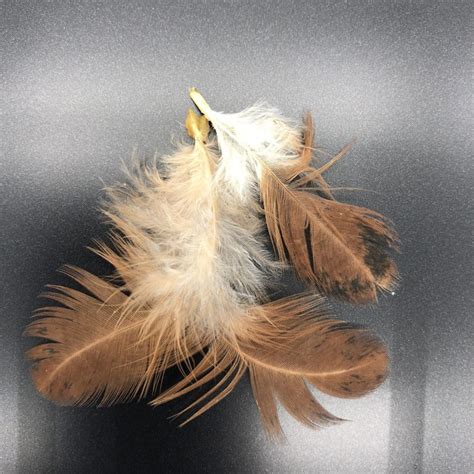 Turken Naked Neck Chicks For Sale Cackle Hatchery