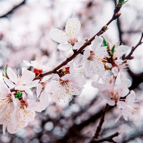 Harcot Apricot Trees For Sale