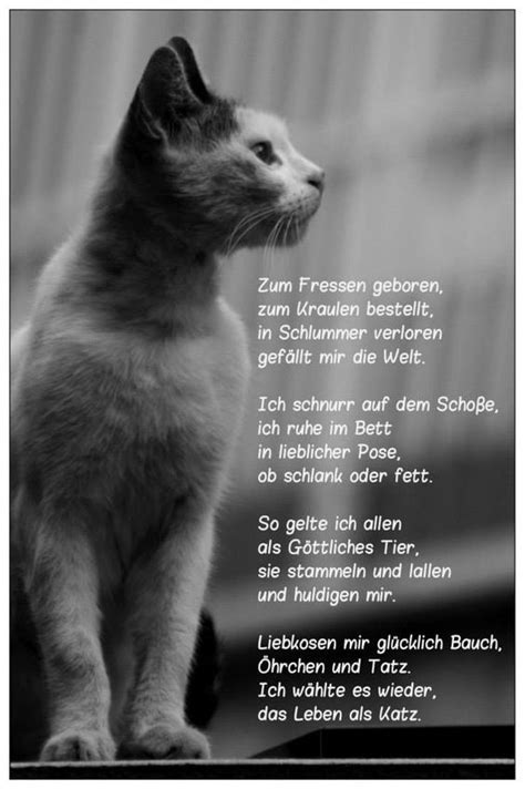 Pin Von Elli Auf Katzen Lustige Katzen Katzen Katzen Zitate