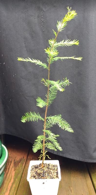 Growing From Seed Bald Cypress R Bonsai