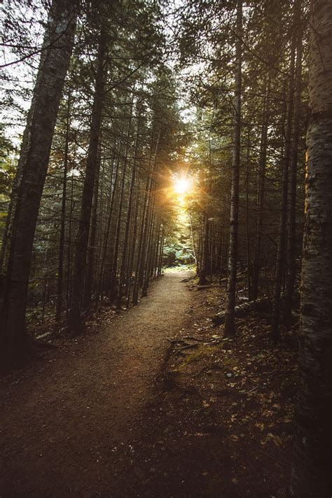 Hd Wallpaper Green Leafed Trees During Daytime Forest Nature