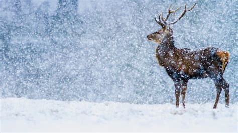 Download Winter Snow Snowfall Animal Deer Hd Wallpaper