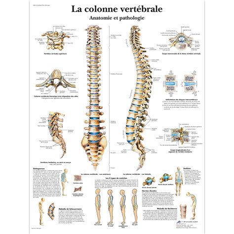 La Colonne Vert Brale Anatomie Et Pathologie Vr L