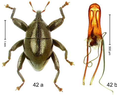 Trigonopterus Kanawiorum Riedel Sp N Holotype A Habitus B