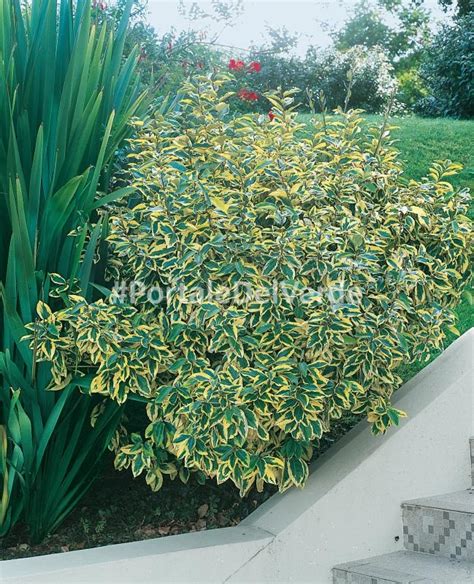 Elaeagnus X EBBINGEI GILT EDGE