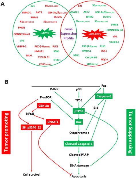 Tp Mir A Associated Signaling Targets Serpine Expression In Human