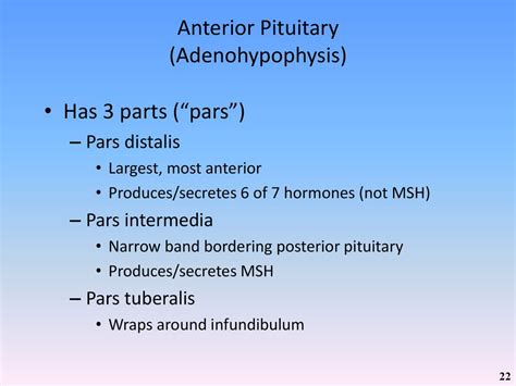 Chapter 18 The Endocrine System Ppt Download