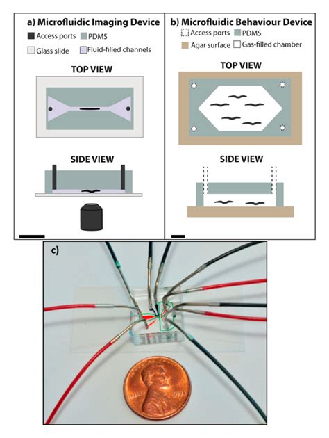 Figure 1 Diagrams Representing Typical Microfluidic Devices For C