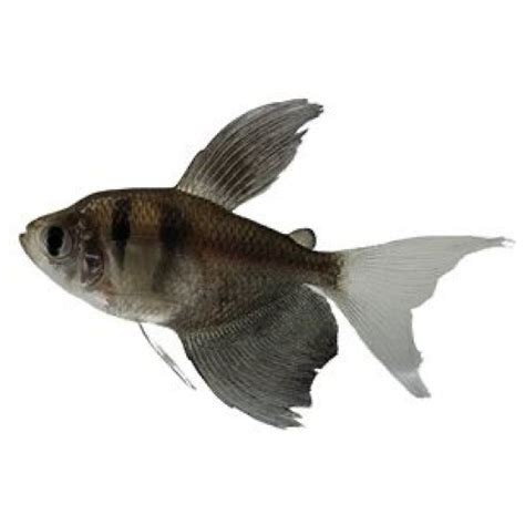 Black Widow Long Fin Tetra Cm The Online Aquarium Shop