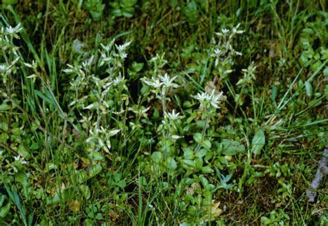 Agriculture Weeds Sticky Chickweed Cerastium Glomeratum Aka