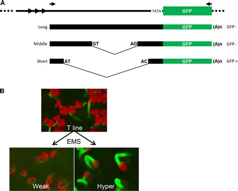 GFP Reporter Gene System And GFP Phenotypes In Mutants A The GFP