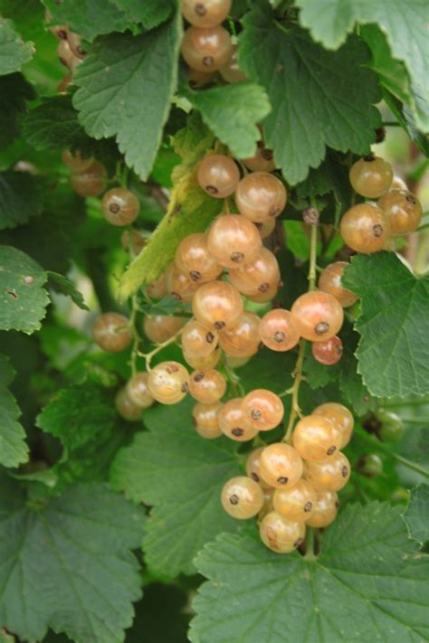 Zoete Aalbessen Om Te Kweken In Je Eigen Tuin Fruitbomen Net Blog