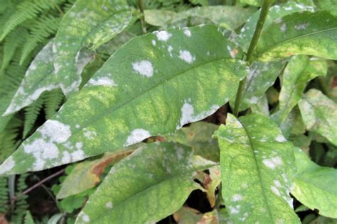 How To Identify Treat And Prevent Powdery Mildew