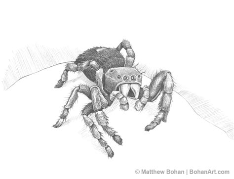 Daring Jumping Spider Pencil Sketch p6 – Bohan Art