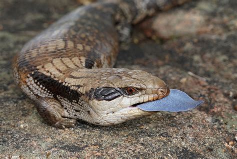 Eastern Blue Tongue Ecoportal