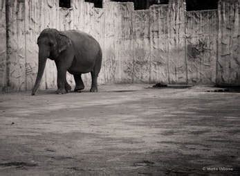 Mali The Elephant Has Lived Alone In Zoo For 40 Years - The Dodo