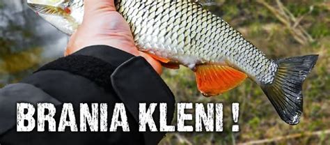 Kleń ryba kleń klenie ryby